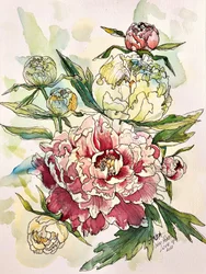 Jardin de pivoines en fleurs
