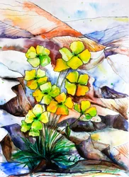 Fleurs de montagne aux couleurs vives