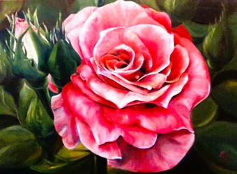 Une rose rose vif en pleine floraison