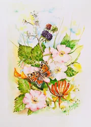 Jardin des fleurs sauvages et des papillons