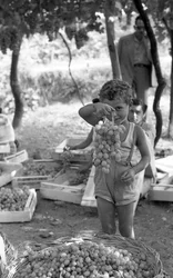 RAISINS AMERS - ENFANT AVEC GRAPPE