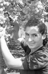 RAISINS AMERS - VENDANGES