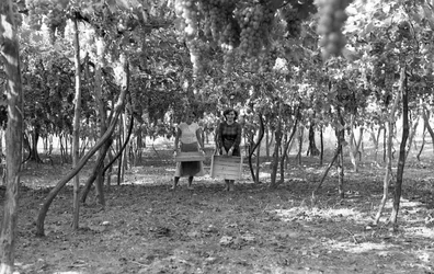 RAISINS AMERS - LA PERGOLA AVANT LES VENDANGES