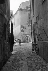 ALLEE CROTONE