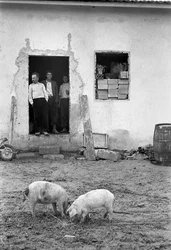 CAMPAGNE DE CROTONE - COCHONS EN TRAIN DE PAÎTRE DEVANT LA MAISON