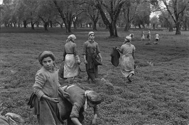 EMPLOI FÉMININ : COLLECTE DES OLIVES EN CALABRE