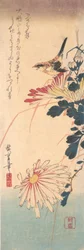 Un troglodyte et des chrysanthèmes