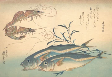 Poisson Aji et Kuruma-ebi, de la série Uozukushi Chaque variété de poisson, années 1830
