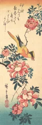 Bergeronnette grise orientale et rose