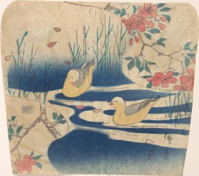 Mouettes rieuses et fleurs de cerisier