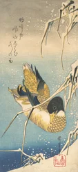 Canard colvert et roseaux enneigés
