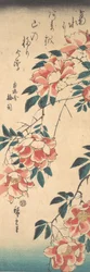 Roses, vers 1843