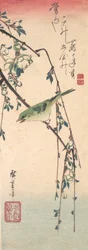 Paruline sur une branche de prunier
