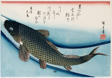« Carpe », de la série « Collection de poissons »