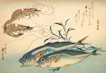 Chinchards japonais et crevettes tigrées japonaises