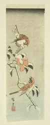 Moineaux et camélia dans la neige