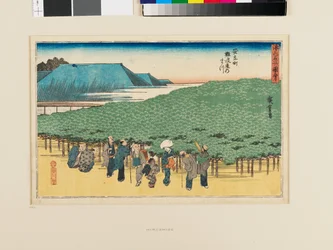 Le pin Naniwa à Adachi-chō