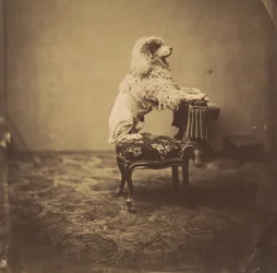Le Caniche de l