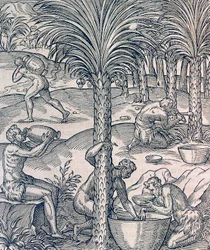 Habitants du Cap-Vert fabriquant des boissons à partir de palmiers