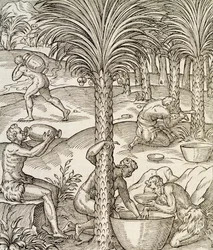 Habitants du Cap-Vert préparant des boissons à partir de palmiers, gravure de Cosmologie Universelle, par André Thevet (1504-1592), Paris, Afrique, 1575