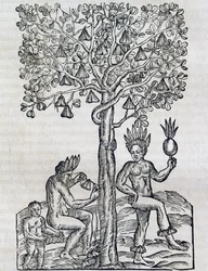 Nana fruit, plante médicinale tropicale, gravure de Cosmologie Universelle, par André Thevet, Paris