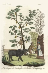 Plante de moutarde avec cochenilles, jacquier, buffle d