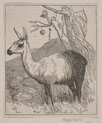 Un lama