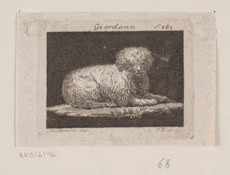Giordano, un chien couché