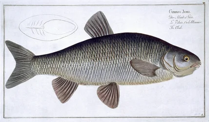Chub (Cyprinus Jeses) planche VI de 