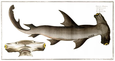 Requin marteau (Poisson Balance), publié par Black, c.1790