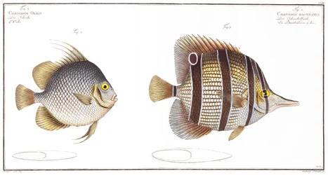 Poisson Orb et Poisson à bec, publié par Black, c.1790