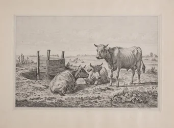 Danois : Un taureau et deux vaches