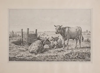Un taureau et deux vaches