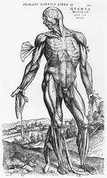 Étude anatomique, illustration de 