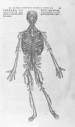 Andrea Vesalio (1514 - 1564), médecin de Charles V. « Humani corporis fabrica libri septem », Bâle 1543.