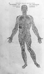 Andrea Vesalio (1514 - 1564), médecin de Charles V. "Humani corporis fabrica libri septem", Bâle 1543