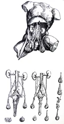 Les planches du cinquième livre de De Humani Corporis Fabrica