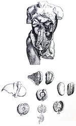 Les planches du cinquième livre de De Humani Corporis Fabrica