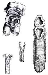 Les planches du cinquième livre de De Humani Corporis Fabrica