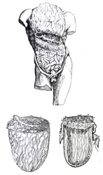 Les planches du cinquième livre de De Humani Corporis Fabrica