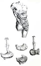 Les planches du cinquième livre de De Humani Corporis Fabrica