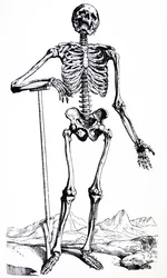 Les planches du premier livre de De Humani Corporis Fabrica