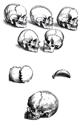 Les planches du premier livre de De Humani Corporis Fabrica par Andreas Vesalius (1514-1564)