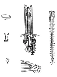 Les Planches du Quatrième Livre de la De Humani Corporis Fabrica