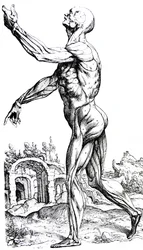 Les planches du deuxième livre de De Humani Corporis Fabrica