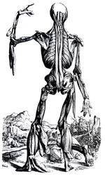 Les planches du deuxième livre de De Humani Corporis Fabrica
