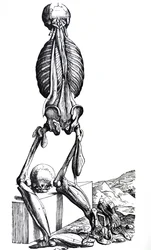 Les planches du deuxième livre de De Humani Corporis Fabrica