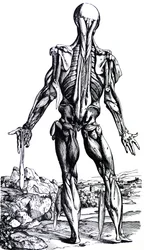 Les planches du deuxième livre de De Humani Corporis Fabrica