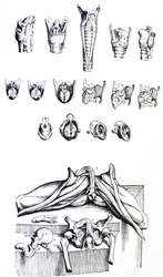 Les planches du deuxième livre de De Humani Corporis Fabrica