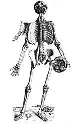 Les Planches du septième livre de De Humani Corporis Fabrica